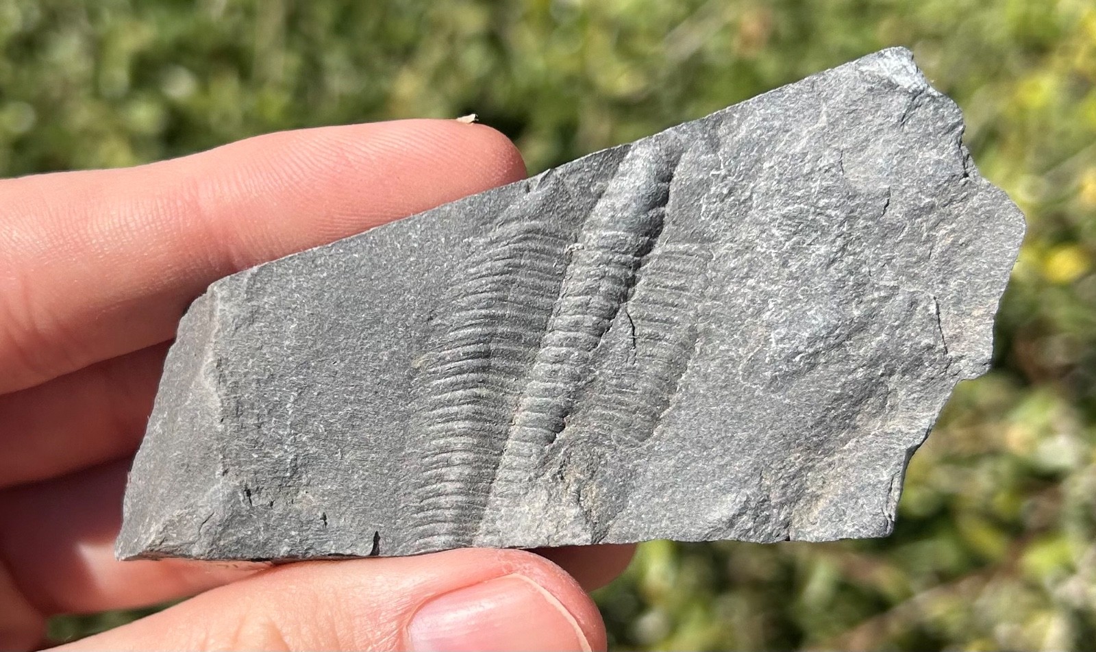 Washington Fossil Trilobite Metaline Formation Cambrian Bug in Matrix