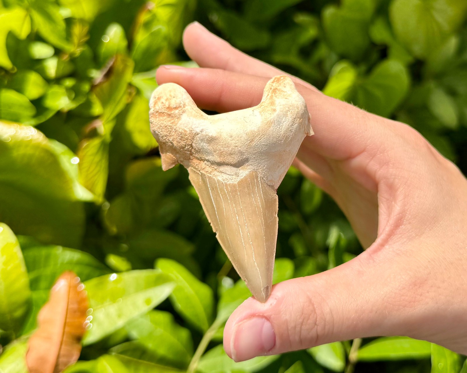 LARGE Shark Tooth Fossils, Natural Fossilized Shark Teeth - Choose Size & Amount