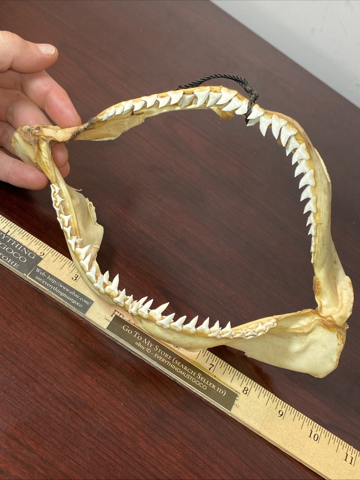 Vintage Bull Shark Jaw Taxidermy 4 Rows Of Teeth 9.5” Wide x6.25” Nautical Decor