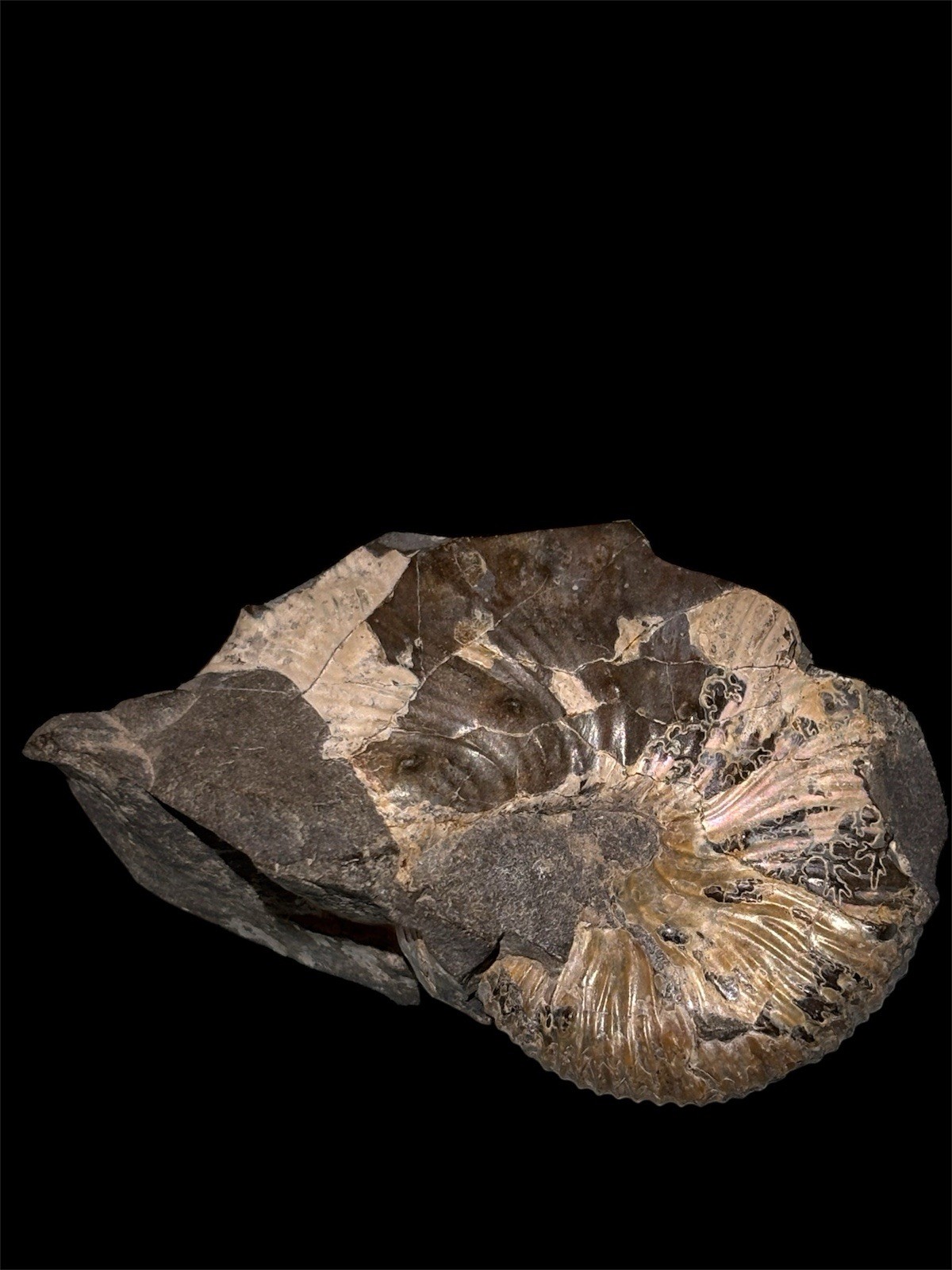 Ammonite Fossil Bundle Lot of 5 Specimens