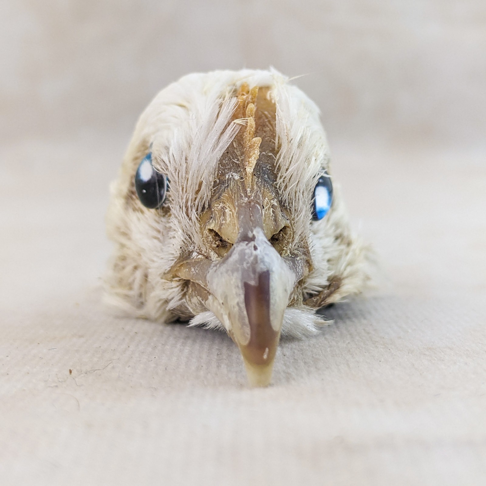 Chicken Rooster head Mount specimen crafts crafting Oddities Curiosities craft