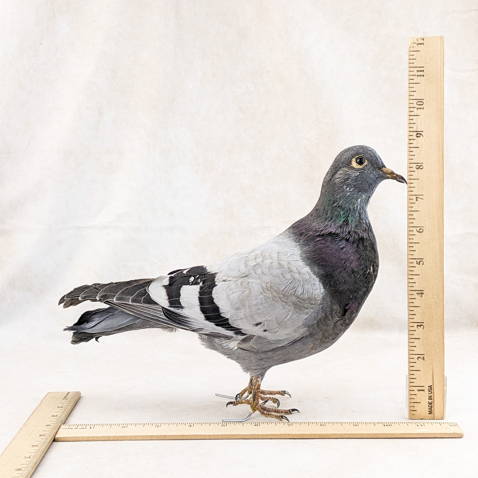 Rock Pigeon bird c livia dove collectible Taxidermy Oddity Curiosity decor gift