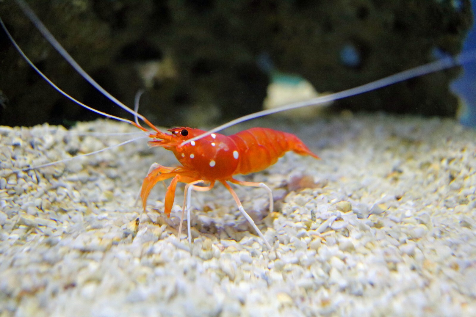 25-piece Shrimp Kit, Mineral Balls, Cholla Wood, Almond Leaves, Alder Cones
