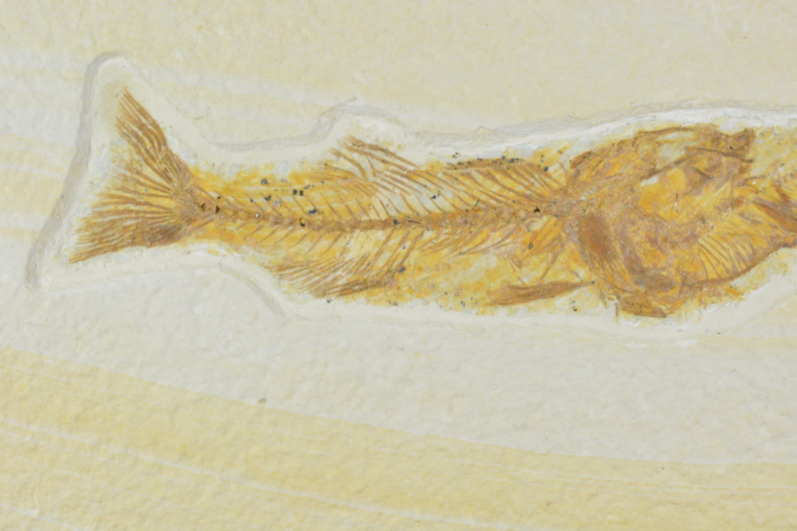 Mioplosus Aspiration, Fossil Fish, Green River Formation, Wyoming