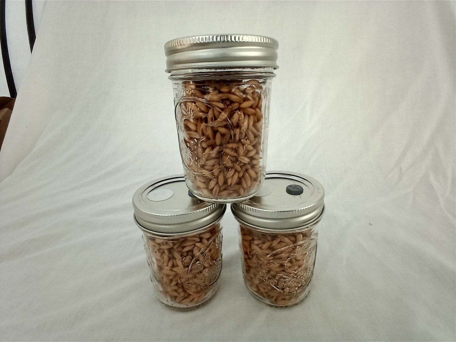1/2 PINT Mushroom Jars READY Sterilized Substrate Grain Grow Fast SHIP [C]