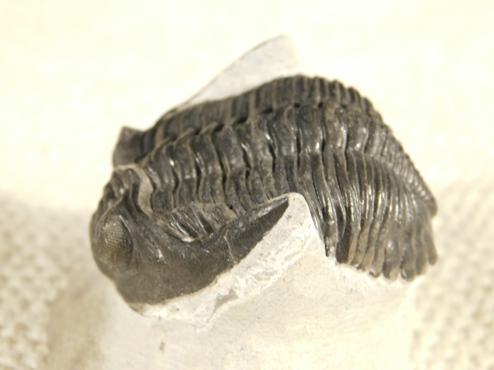 Enrolled! Hollardops TRILOBITE Fossil Nice and 100% Natural Morocco 208gr