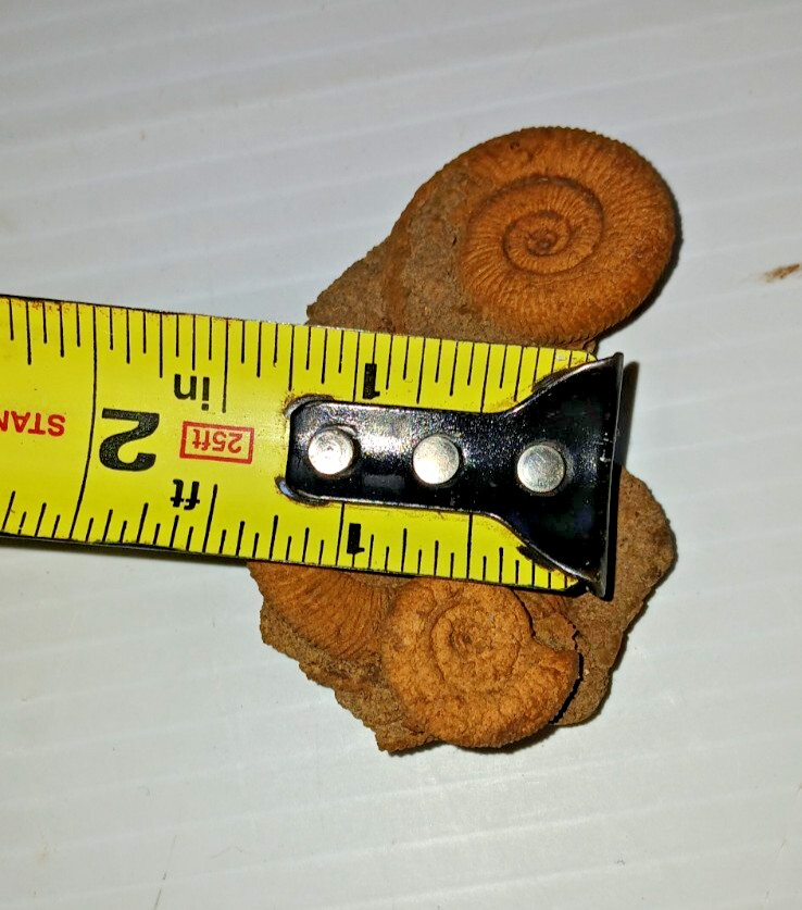 Nice Ammonite Fossil Cluster
