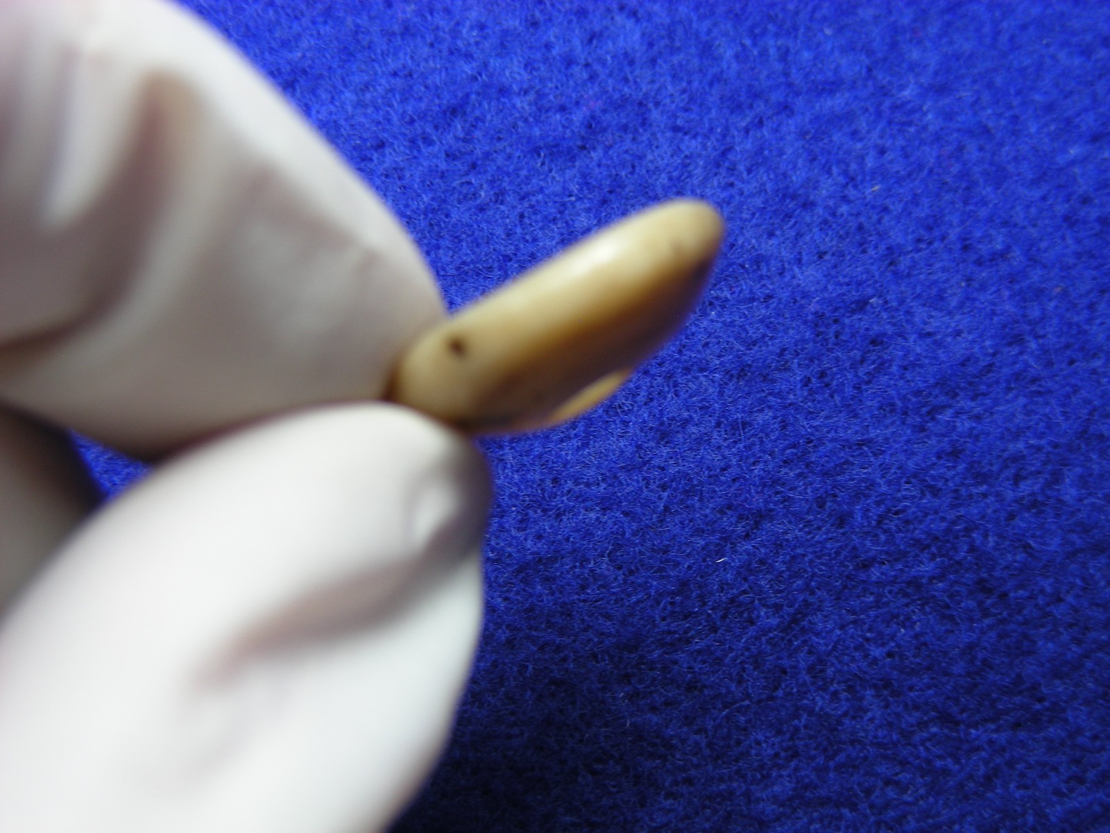 EXCELLENT DRILLED SHELL BEAD 11/16" TENNESSEE Authentic Indian Artifacts