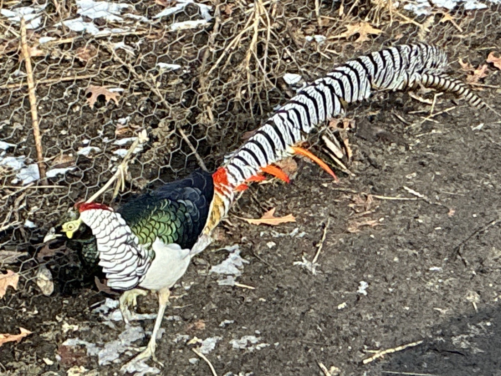 PRE-SALE Lady Amherst Pheasant Hatching Eggs 6+2