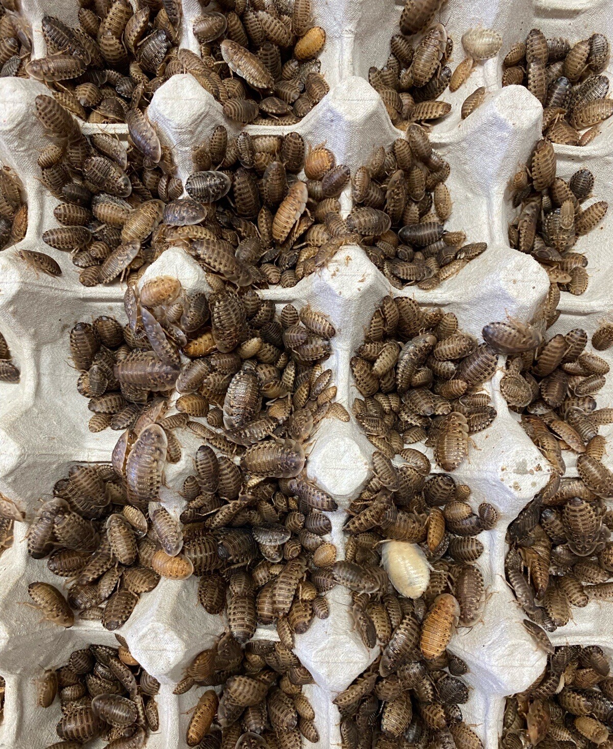 Dubia Roaches - Small, Medium, Large Males - Live Arrival Gua Reptile Feeders