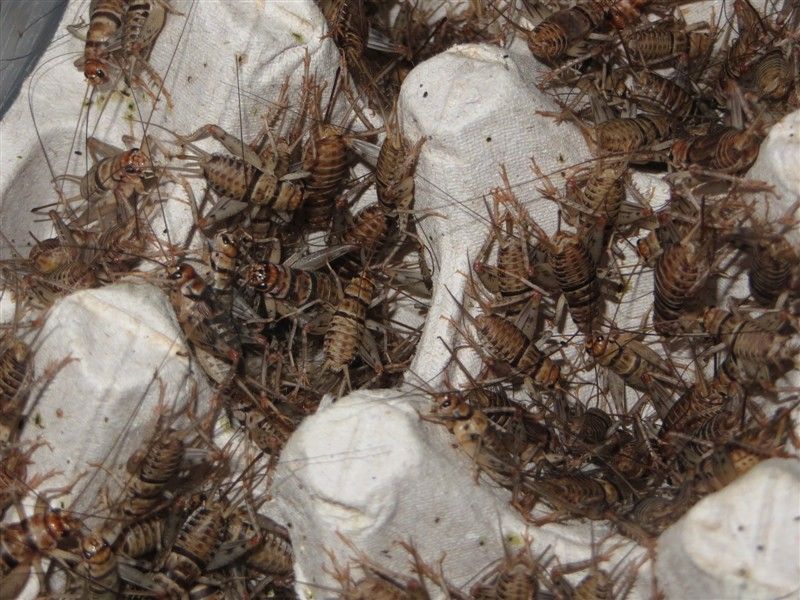 Live Crickets - All Sizes 500 - 10,000 $19.99/500 $28.99/1000 - Reptile Food