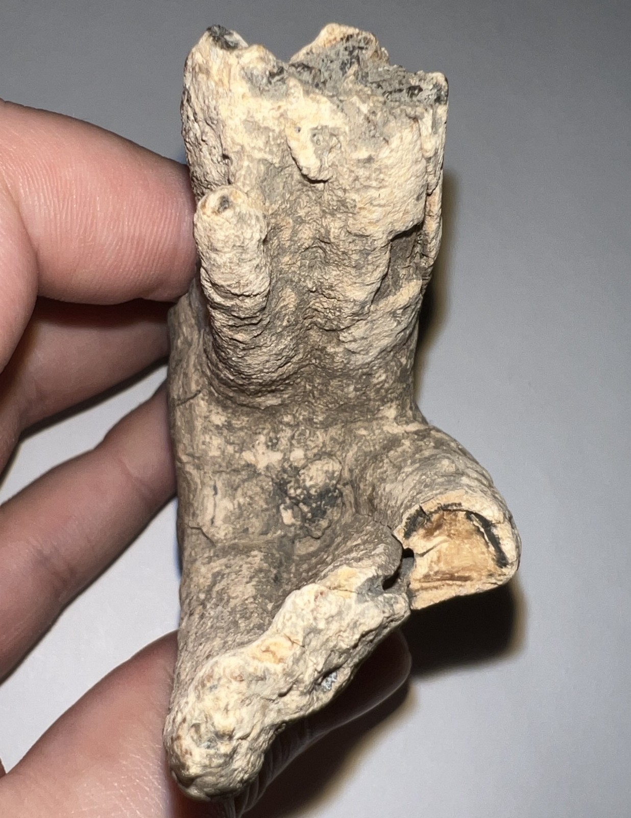 HUGE Ice Age Fossil COELODONTA Lower Molar Tooth 3.84 Inches!