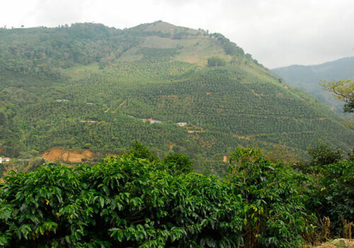 TANZANIA KILIMANJARO COFFEE BEANS PEABERRY MEDIUM ROASTED 5 POUNDS