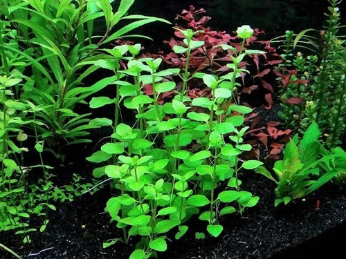 LOW TECH Aquarium Plant Mint Charlie (Micromeria Brownei) Bunch BUY 2 GET 1 FREE