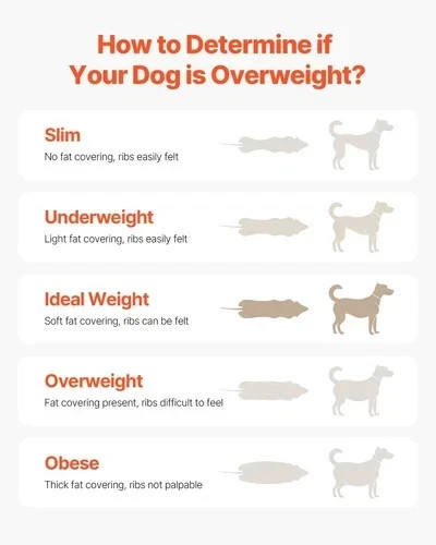 Dog Treadmill for Large Dogs, Medium Pet Slatmill for Indoor Exercise Training