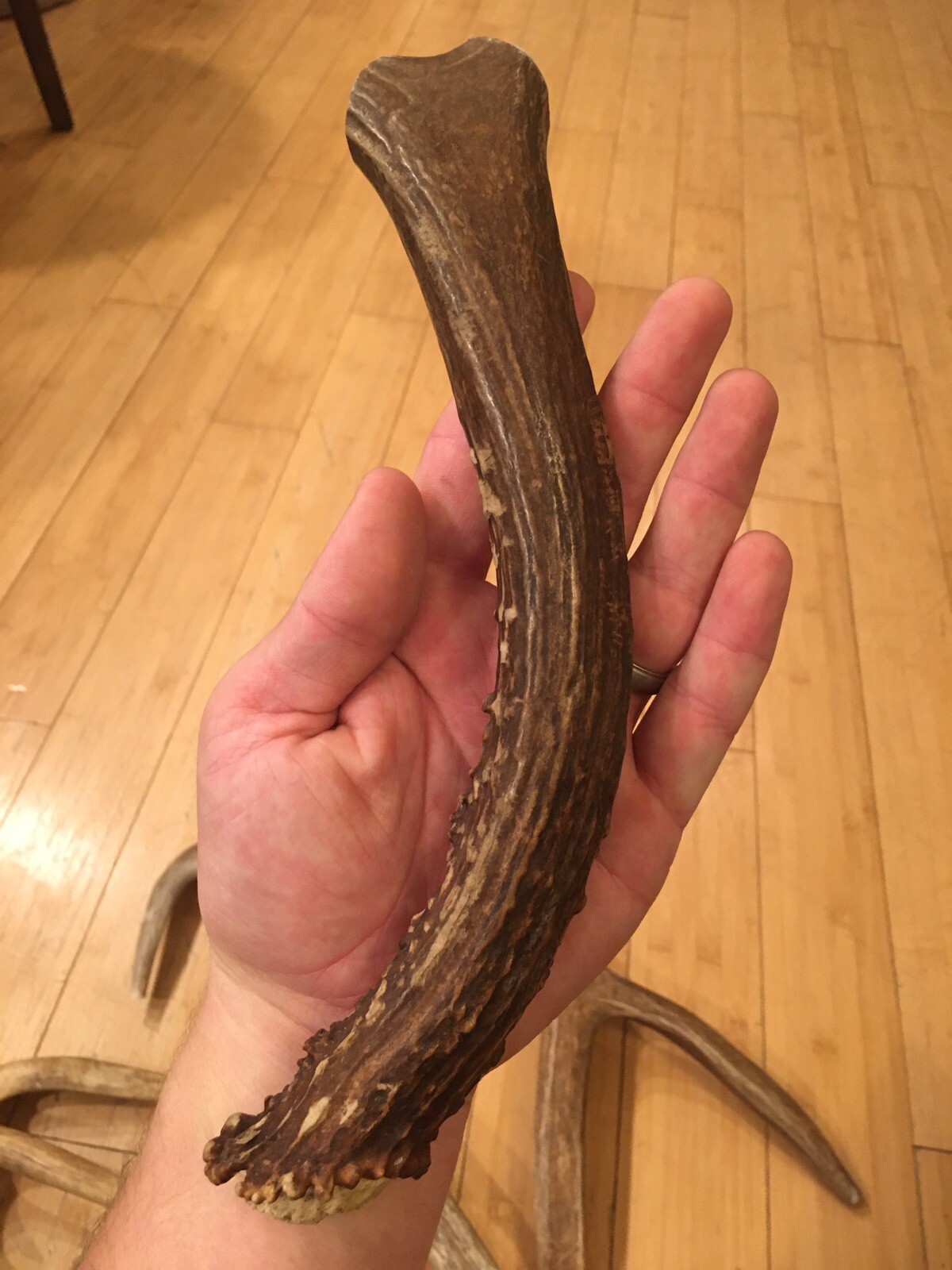 Huge COLOSSAL JUMBO CHEWS Whole Deer Antler Dog Chew SALE #1 GRADE Massive XXXL