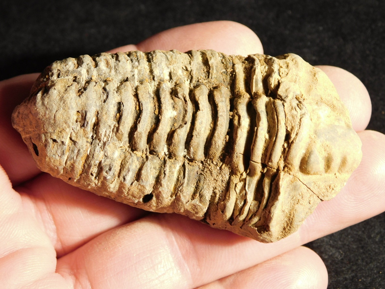 Big! 460 MILLION Year Old! Flexicalymene TRILOBITE Fossil Morocco 7.34
