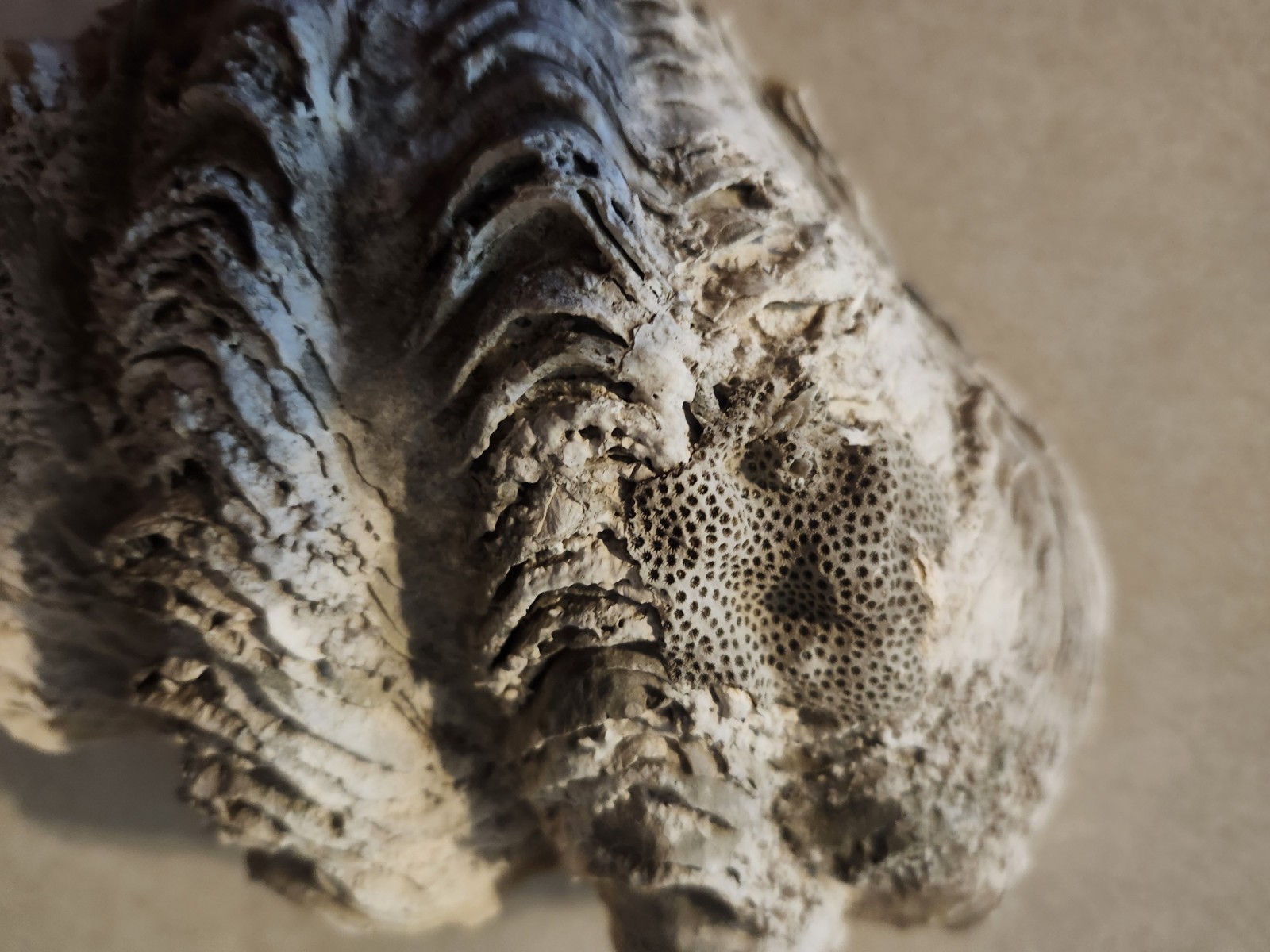 Clam Shell Tridacna Large