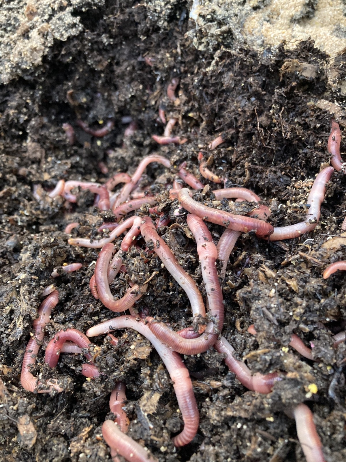 Bait worm European nightcrawler 200