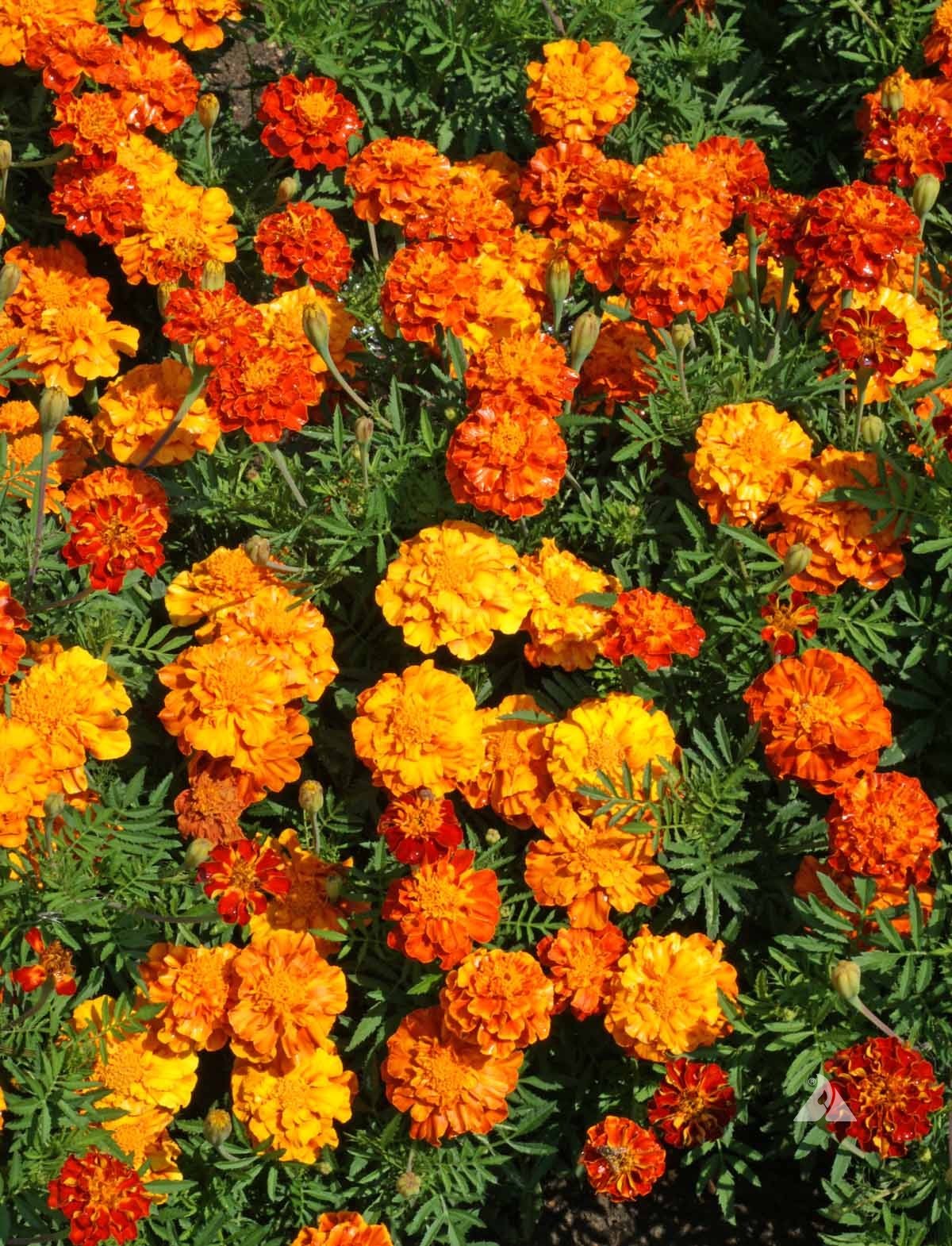 French Marigold Sparky Mix, Beautiful Colors, Garden Pest Deterrent, FREE SHIP