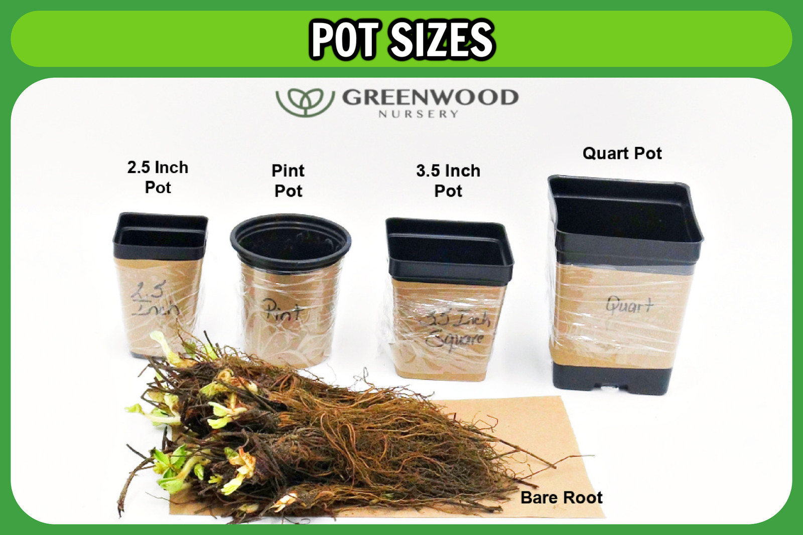 Live CREEPING ROSEMARY Plant / Rosmarinus Officinalis PROSTRATUS - [3.5" Pot]