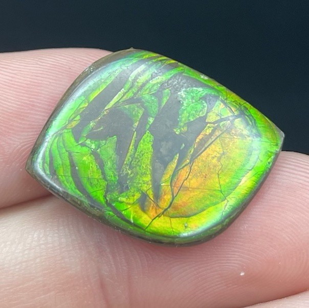 GORGEOUS GREEN Canadian Ammolite Gem Colorful Fossil Ammonite