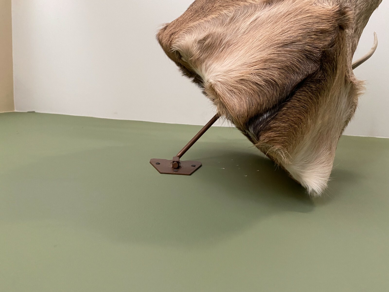 Amazeen Outdoors Adjustable Shoulder Mount Wall Hanger Whitetail Deer Mule