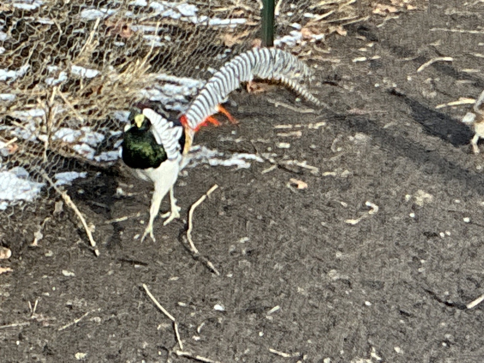 PRE-SALE Lady Amherst Pheasant Hatching Eggs 6+2