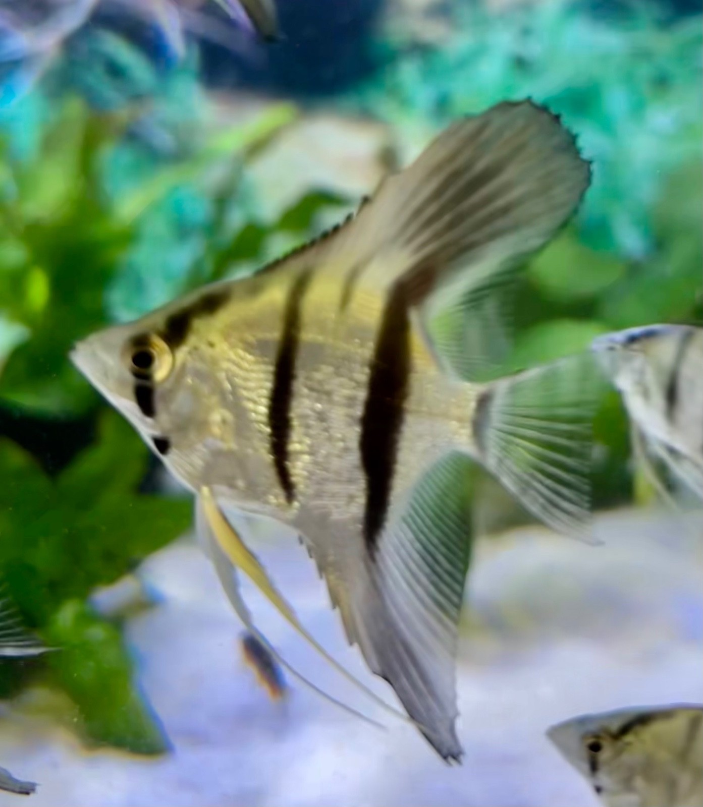 6 + 3 Free PH Blue Angelfish (Zebra/Stripped) Nickel / Quarter