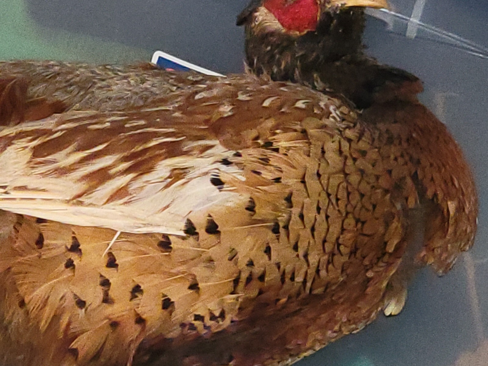 Female Hen Ringneck Pheasant Hen Taxidermy Mounted Plack/ Beautiful 😍 Colors