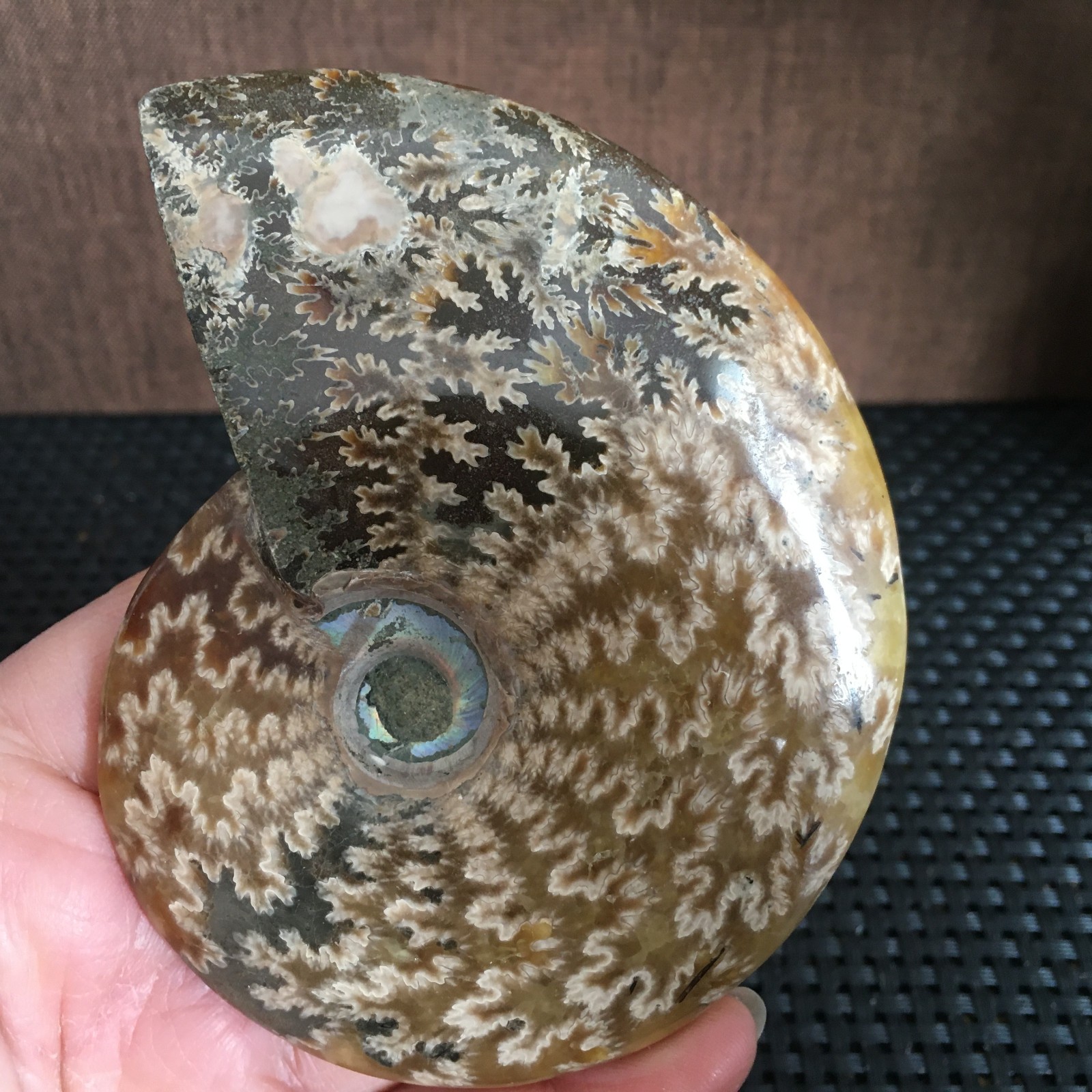 239g Natural polishing Ammonite crystal specimens fb1027