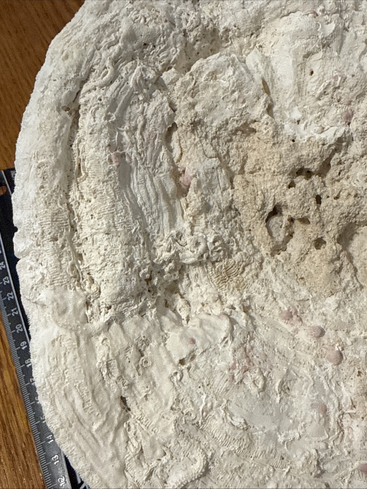 Large Natural Brain Coral Vintage Salt Water Fossil Heavy 9.12 lbs, 9" wide