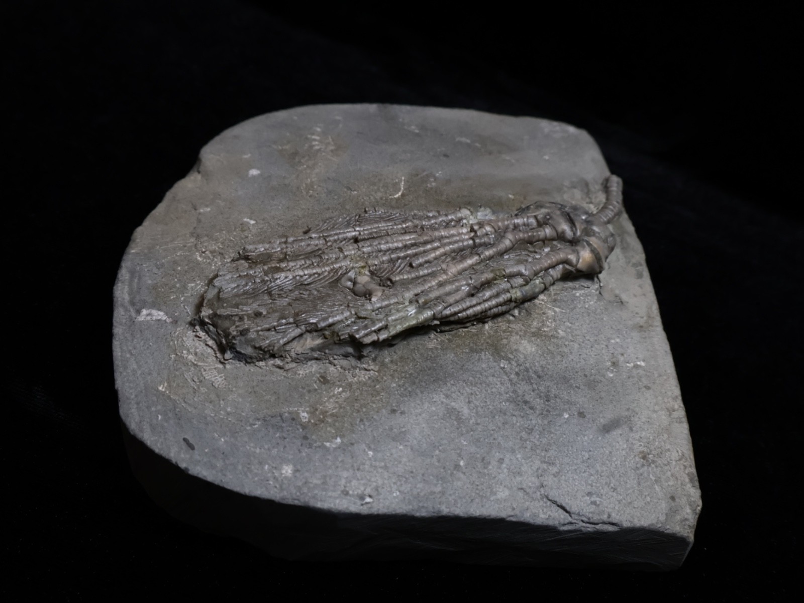 Big Abrotocrinus unicus Fossil Crinoid, Crawfordsville, Indiana