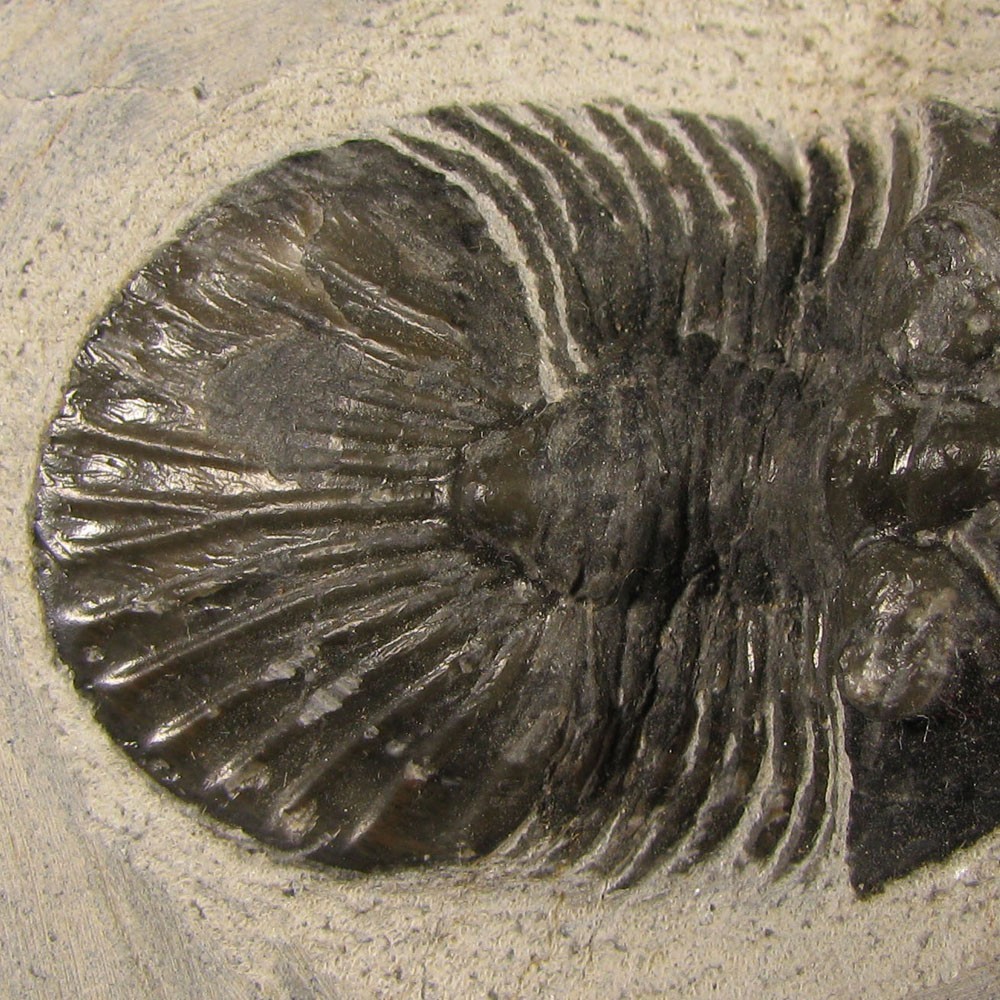 1.5" Scabriscutellum TRILOBITE Fossil on Matrix - Devonian Age - Morocco