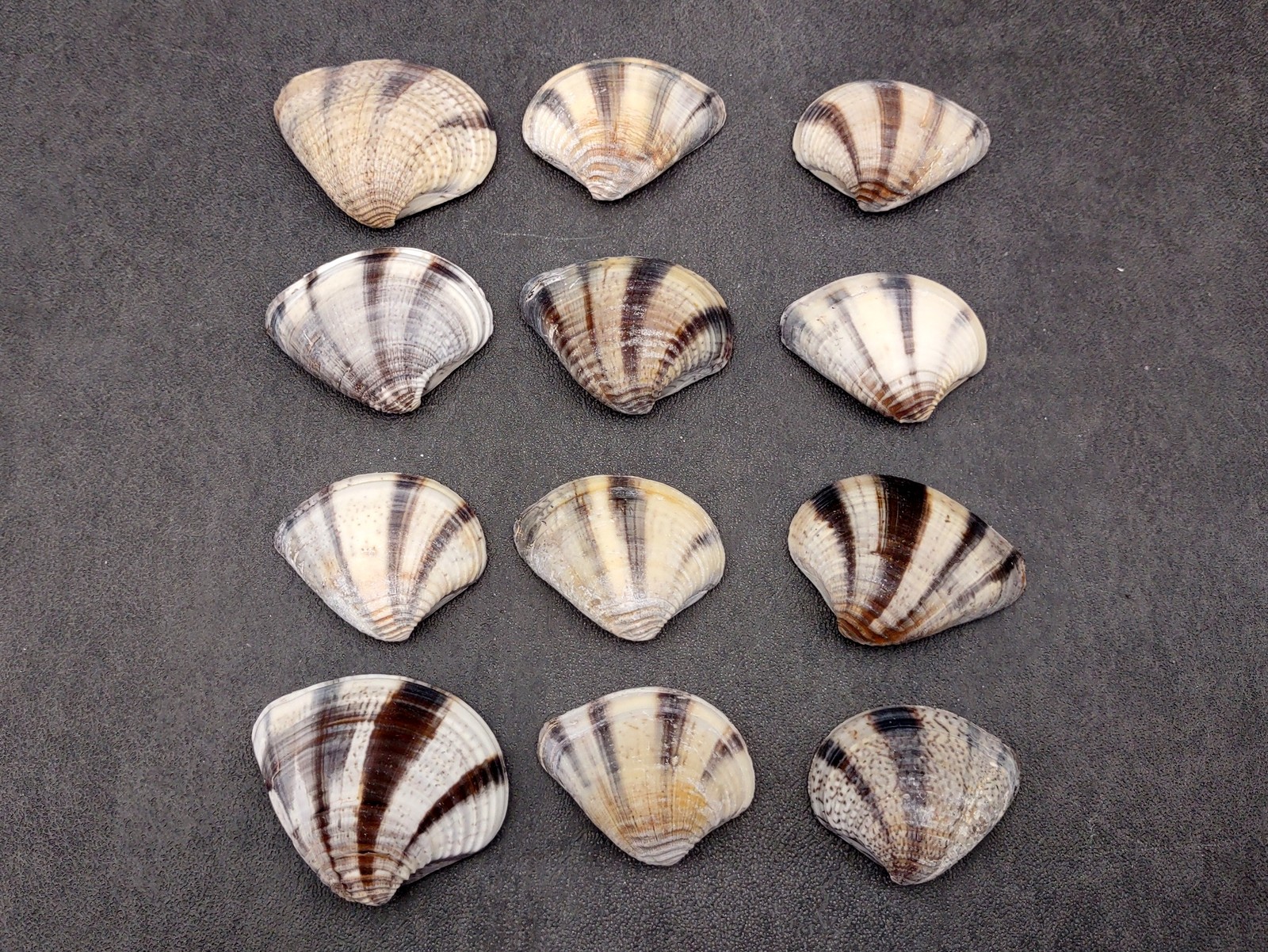 Mexican Sunset Striped Clam Seashells (15 shells approx. 1.25+ inches)