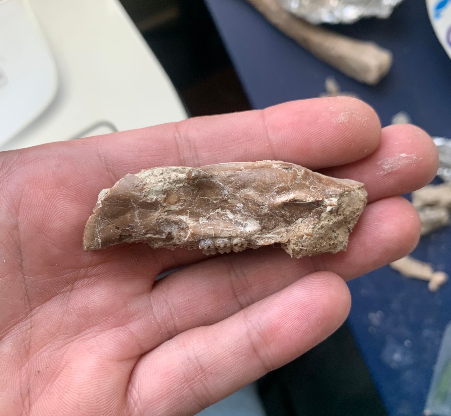Fossil squirrel skull, Ischyromys, White river badlands, Nebraska
