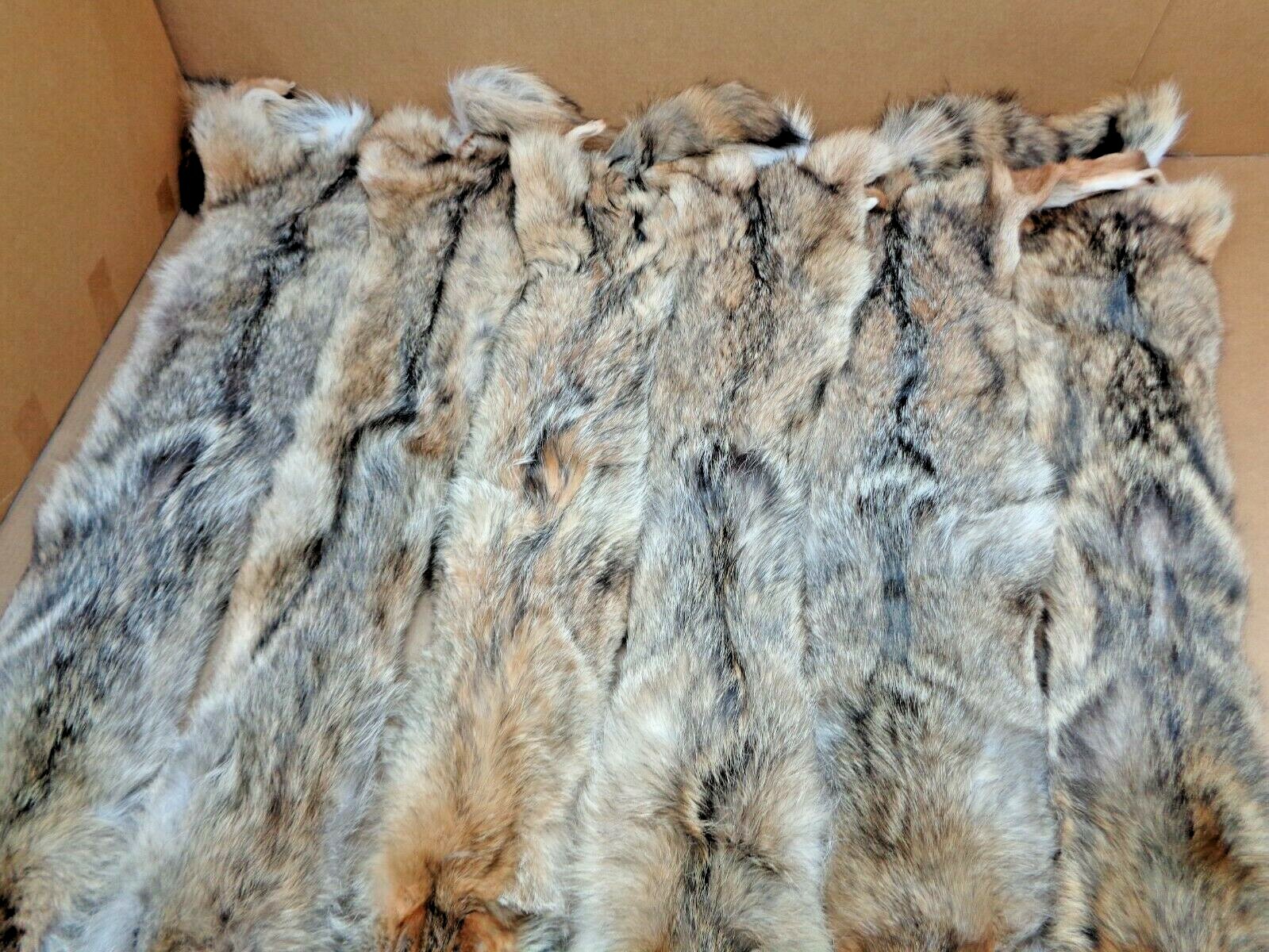 Tanned XL Flat Coyote Hide With Full Tail /Furs/Taxidermy/Crafts