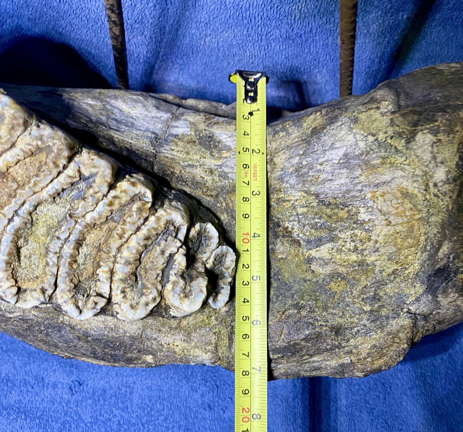 Stegodon Jaw Fossil, Lower Jaw, Indonesia Ice Age