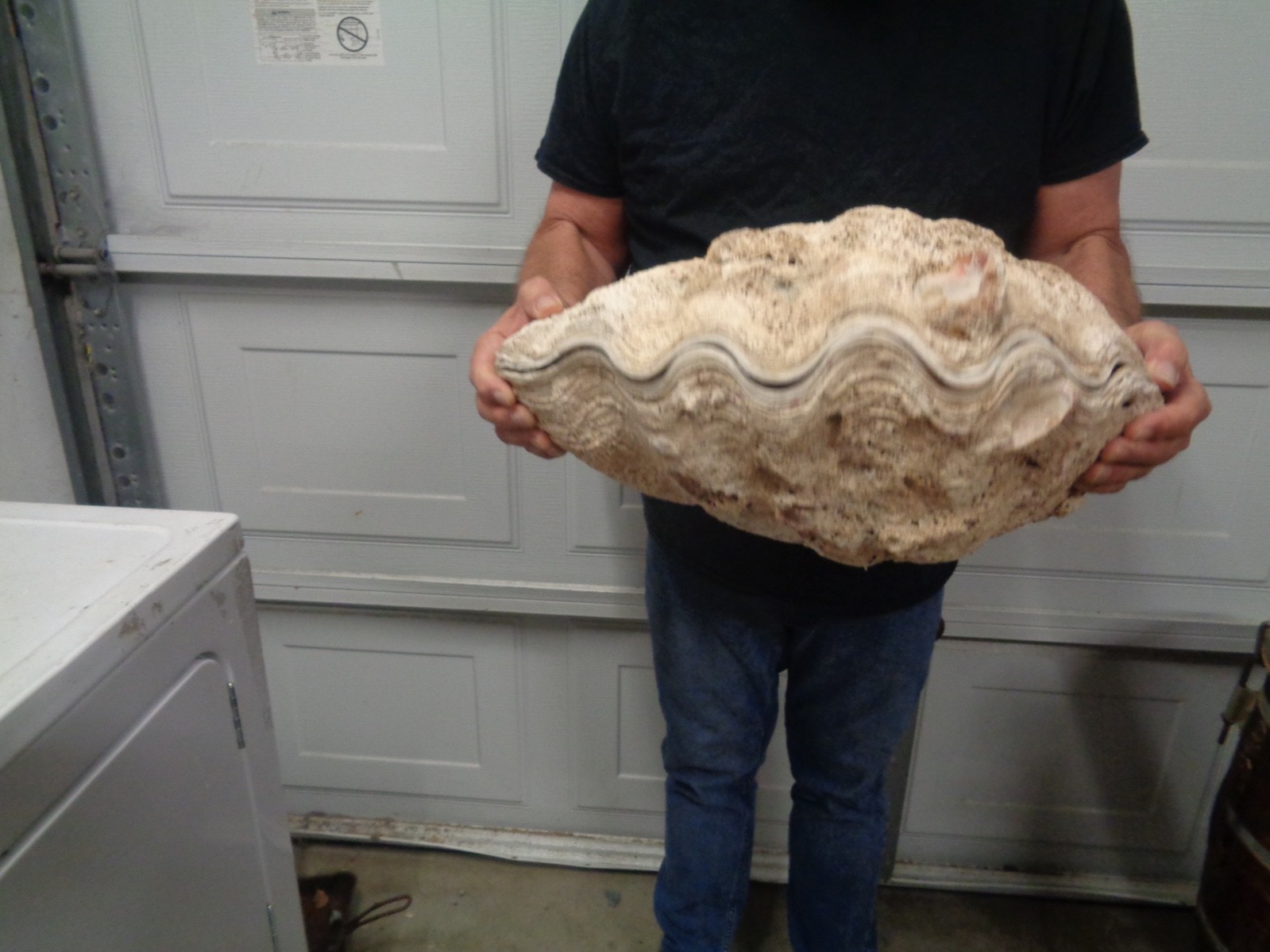 Tridacna Gigas Clam Shell Set Beautiful Matching Pair Giant Old Nautical Shells