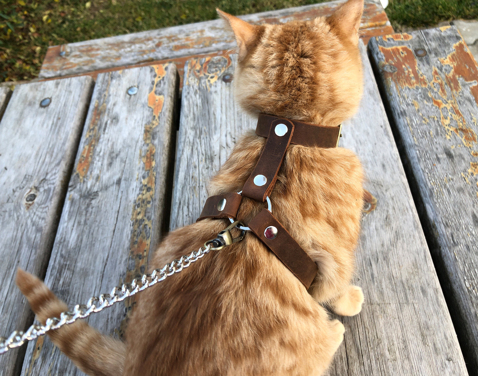 Leather Cat Harness, Harness (Escape Proof) Leash Trainer for Cats Collar