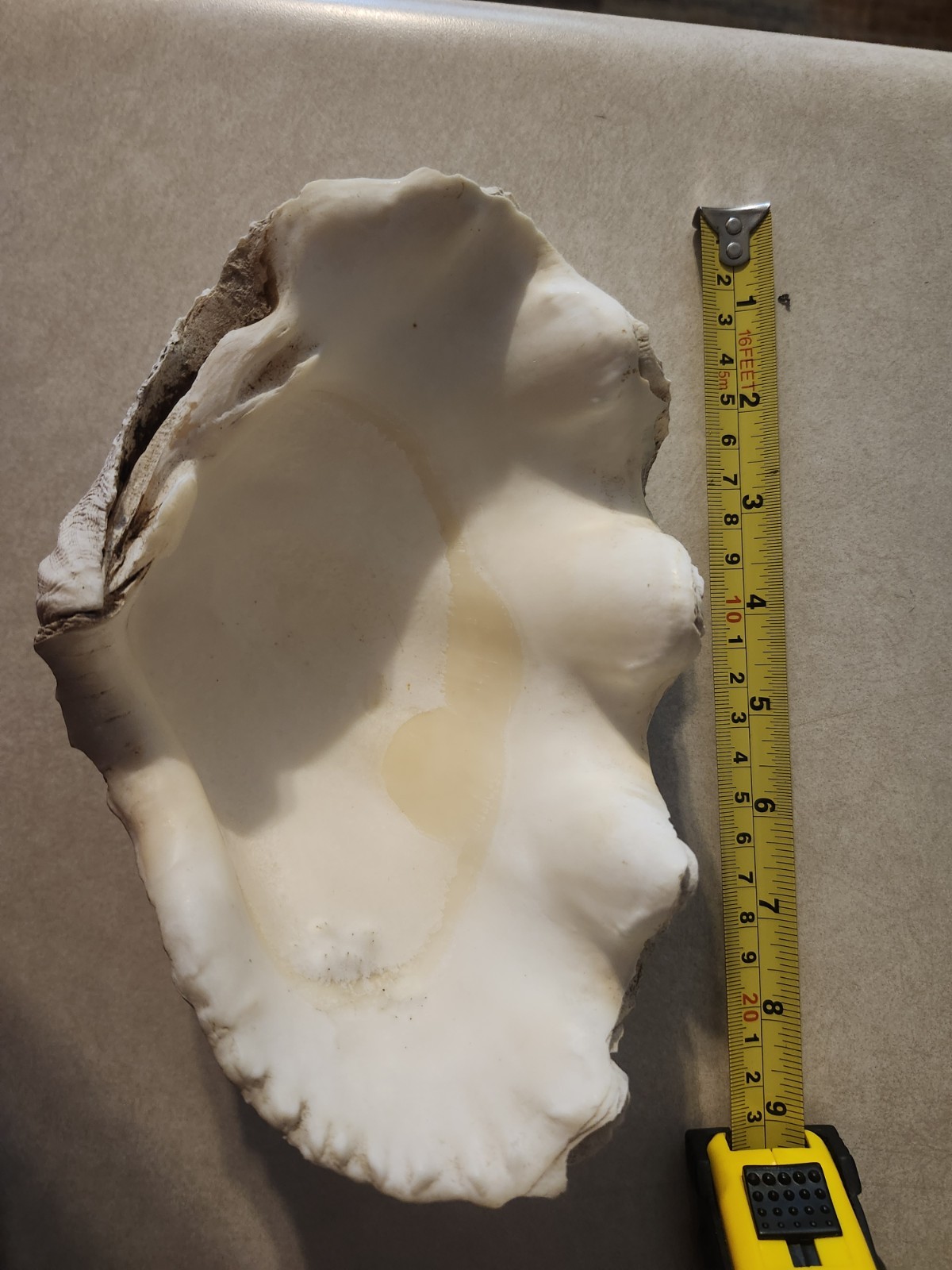 Clam Shell Tridacna Large