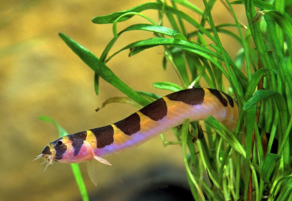 Kuhlii Loach (Pack 5) Live Fish for Aquarium. FREE SHIPPING