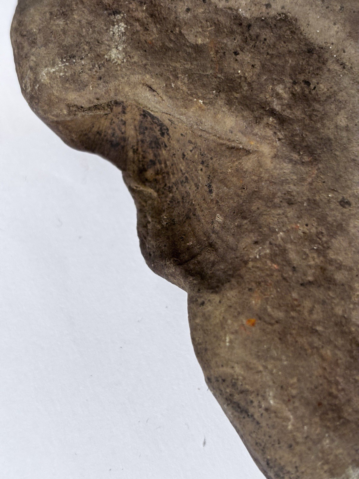 Over 1 M Year Old River Bed Fossil . Many Seashells Unusual Rock 8" X6" 3Lb