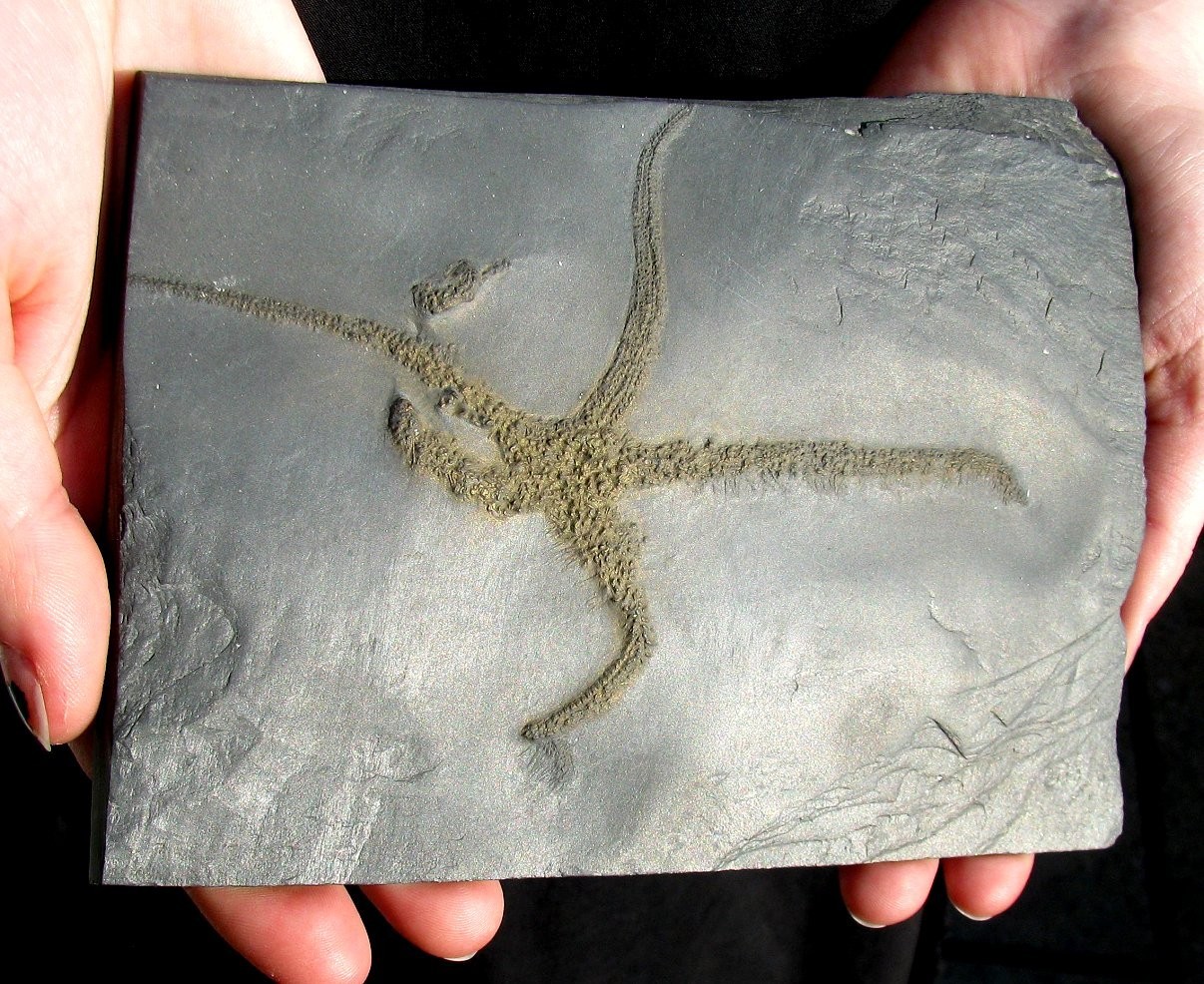 HUGE, DETAILED, FIVE-ARMED URASTERELLA STARFISH FOSSIL - BUNDENBACH, GERMANY!