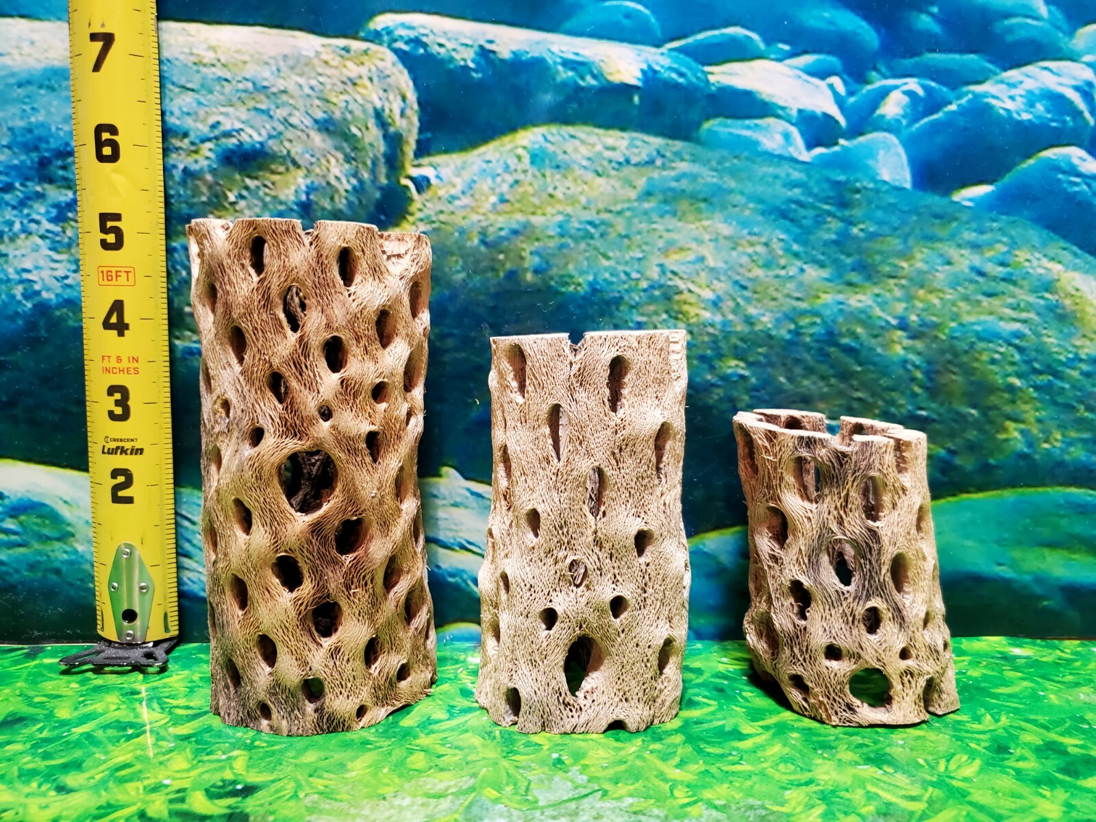 TEDDY BEAR CHOLLA Wood | 3 pcs, 3 sizes | Nice Air Plant Display Stands | Crafts