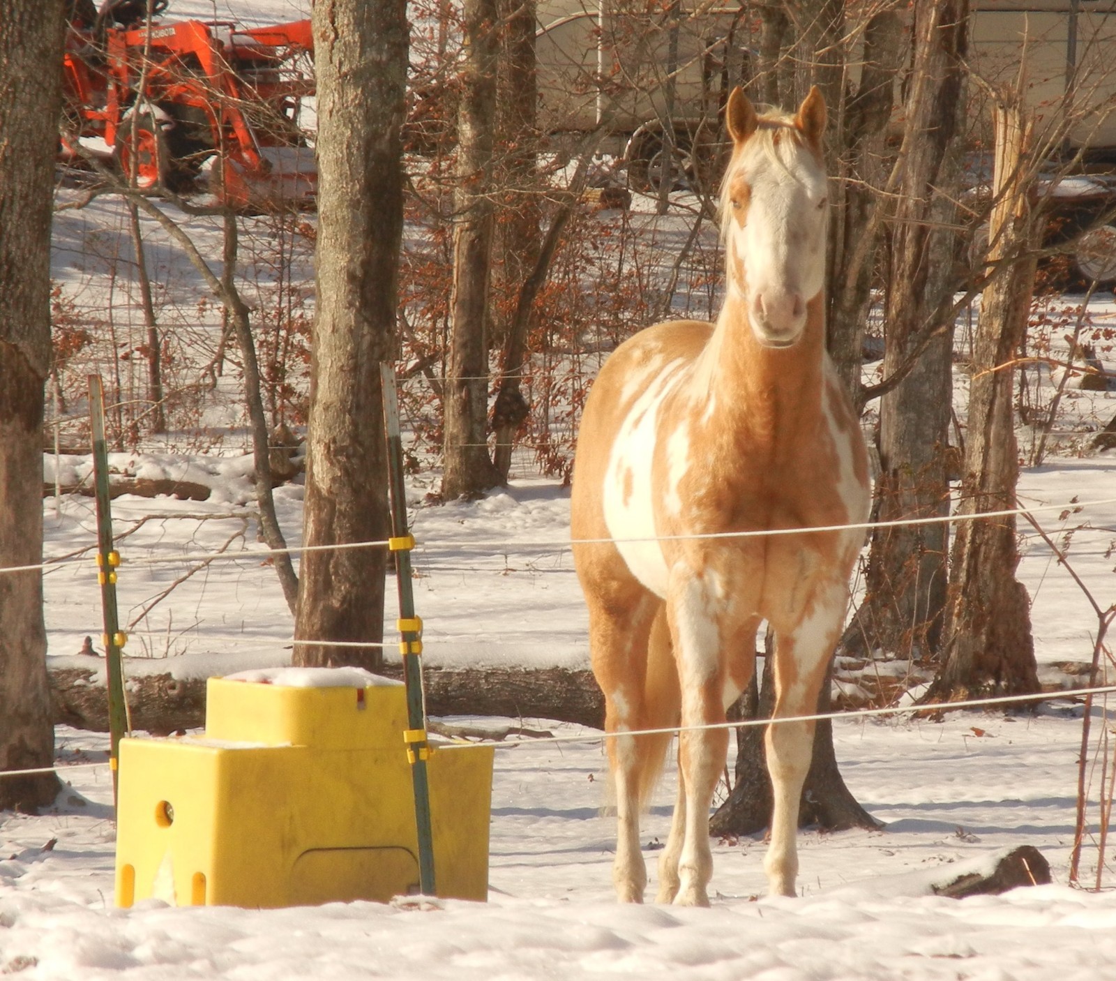 RITCHIE Fount Waterer Thermal Tube 4' Yellow 16612