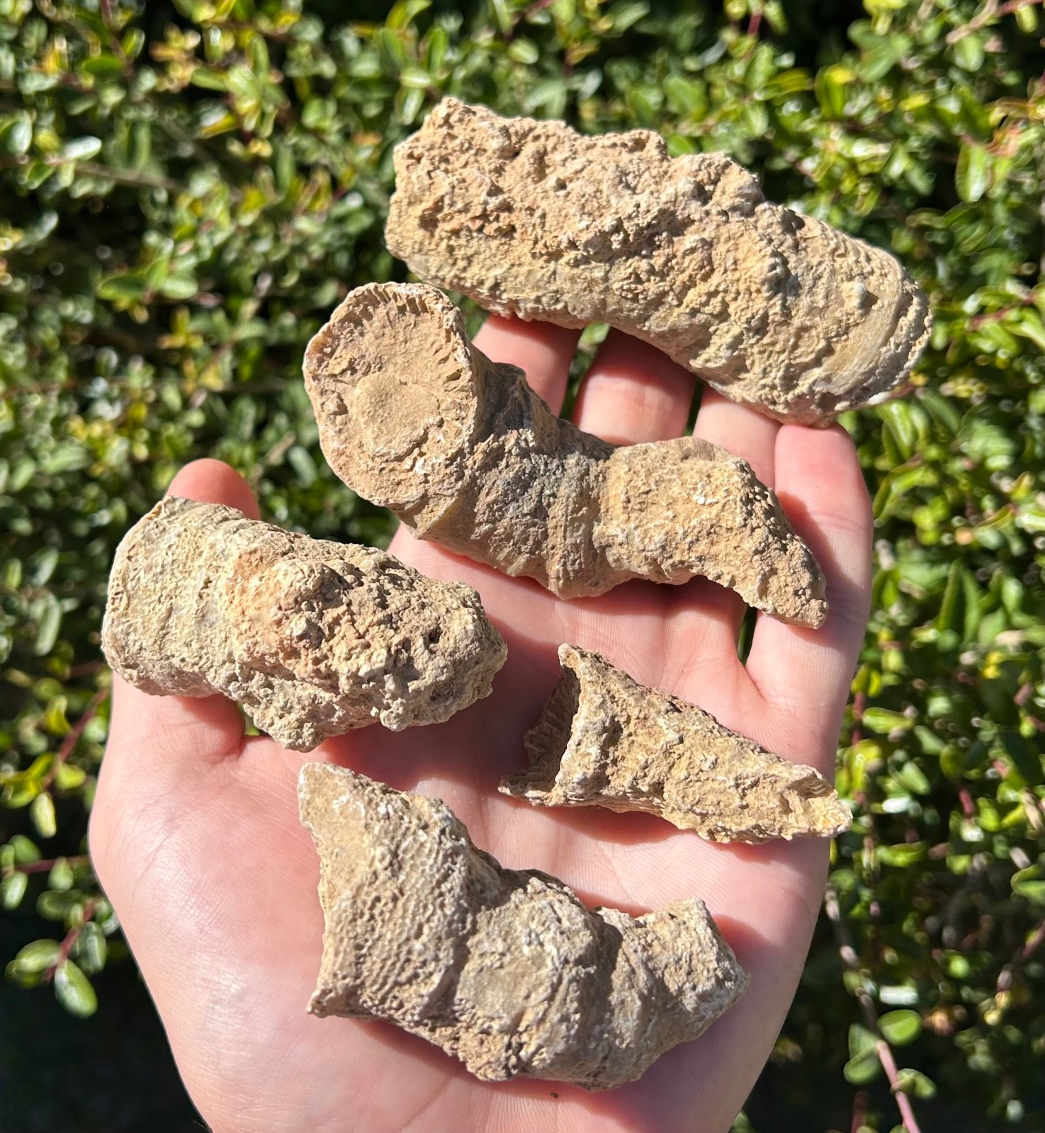 BIG Texas Fossil Horn Coral LOT OF 5 Caninia sp. Pennsylvanian Age