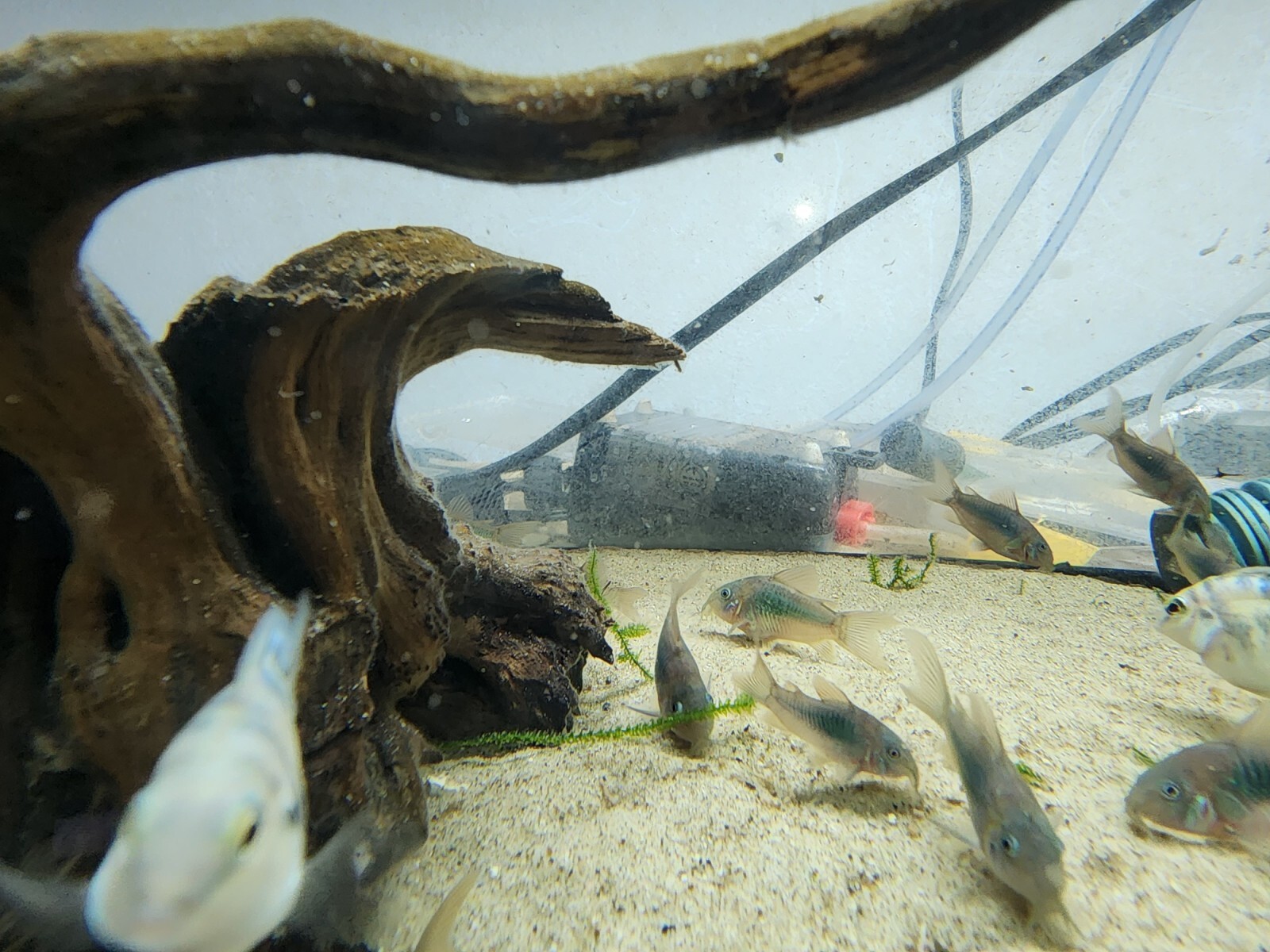 Group of Green Emerald Corydoras free 2 day shiping