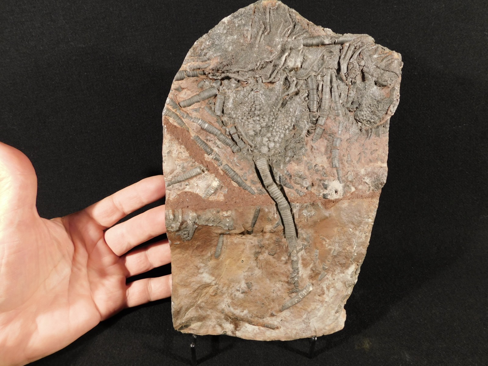 LARGER! 430 Million Year Old! CRINOID Fossil or Sea LILY Fossil Morocco 1221gr