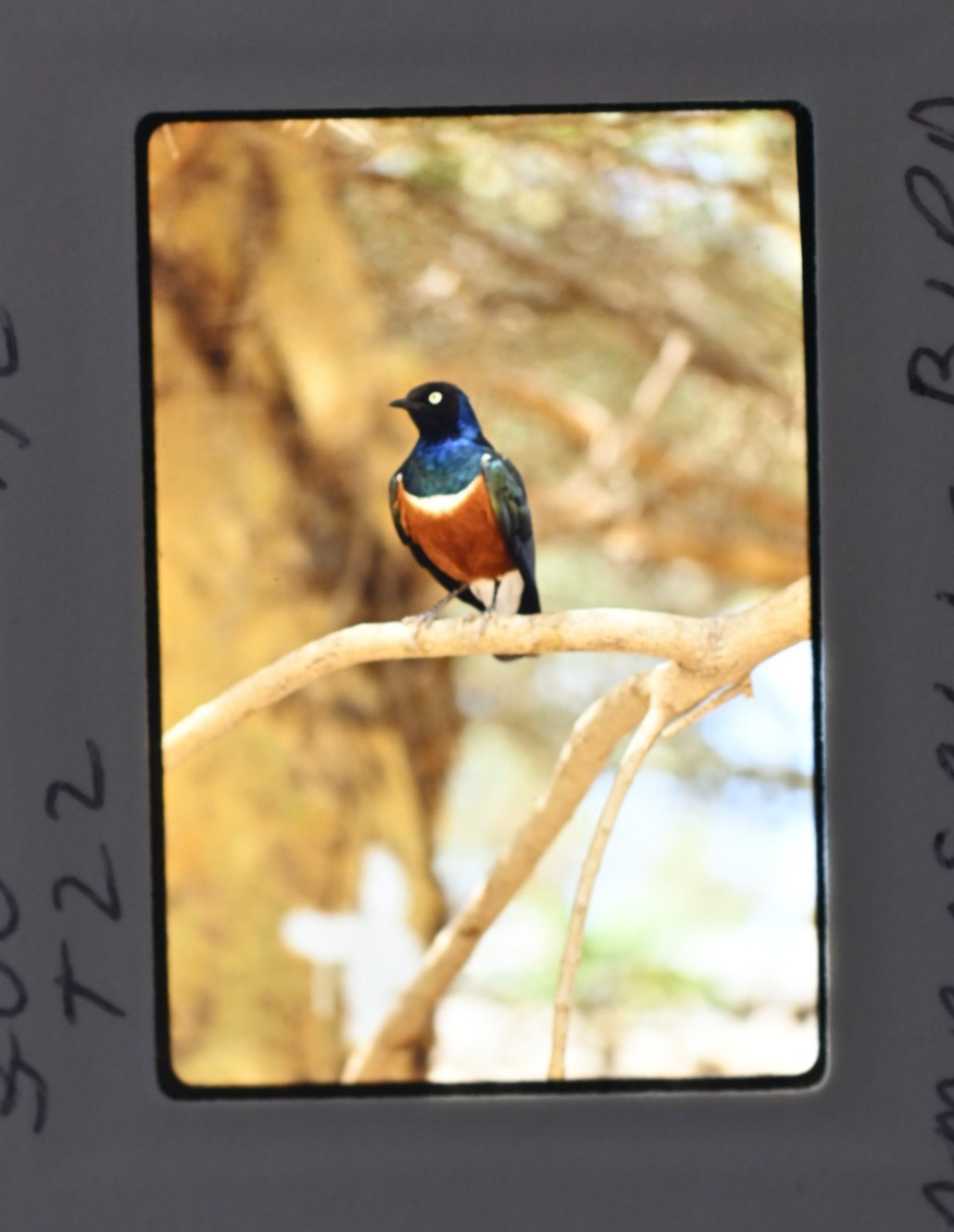 Vintage 1986 Kenya Safari Slides 120 Lot Wildlife Tribal Photo